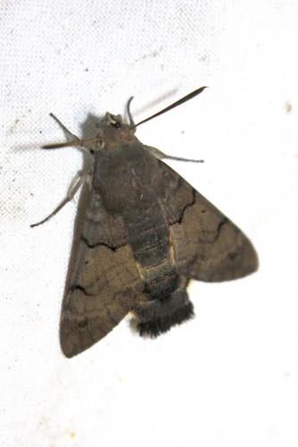Macroglossum stellatarum